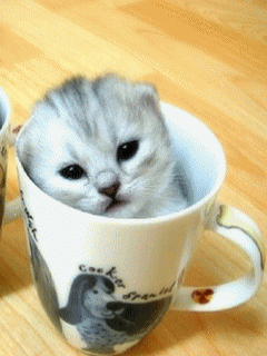 Animal Screensavers 0064